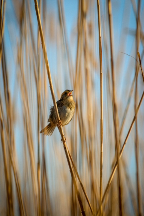 Small brown bird perched in tall marsh grass singing