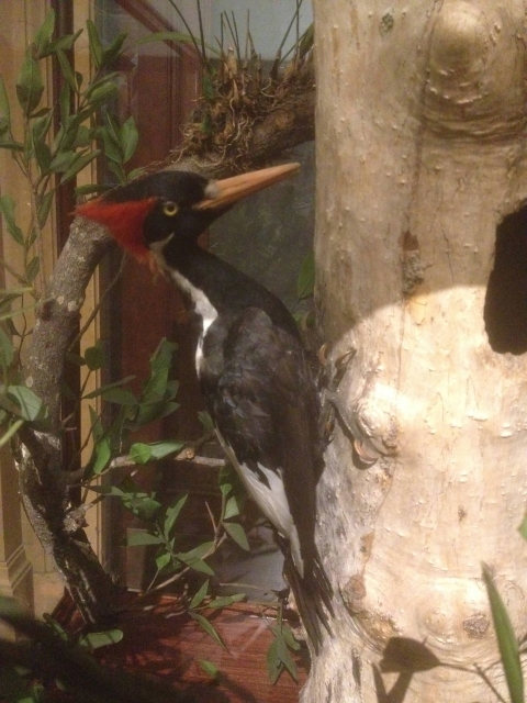 A Taxidermy specimen of an Ivory-Billed woodpecker attached to a tree. 