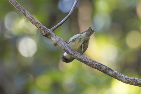 An ʻakikiki sits on a branch. It is bending over, giving an upside-down look.