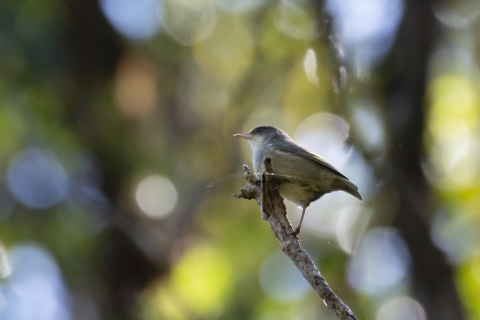 An ʻakikiki sits on a branch.
