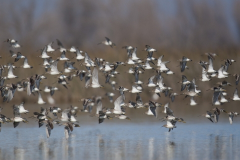 dunlin and dowitchers in flight.