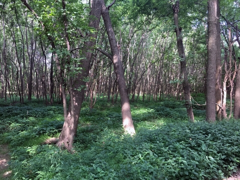 Forest view of green lower canopy and green leaves of upper canopy. 