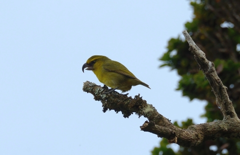 A kiwikiu sits on a branch. It has 