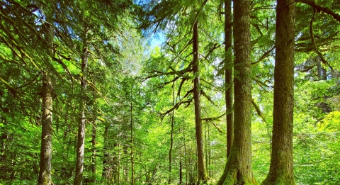 Forest landscape during the day, sun shining through trees. Western OR forest.