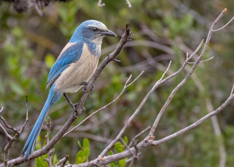 a blue and grey bird perched on a branch
