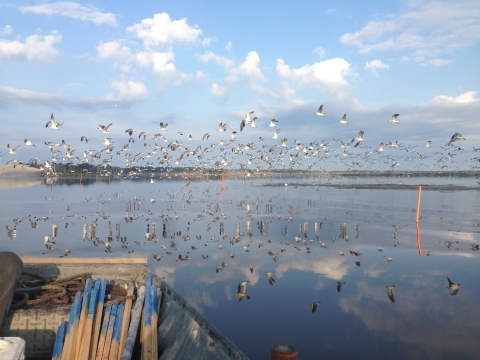 birds flying over open water marsh