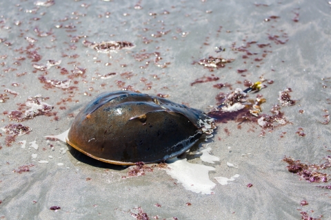 An armored crab with long spike tail washed up on the shore of an Atlantic beach