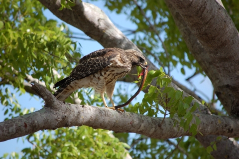 A rusty brown colored hawk in a tree eating a small snake