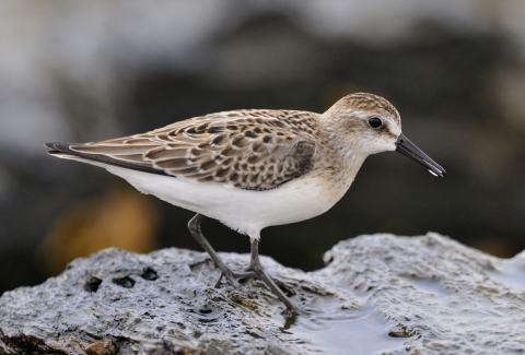 A white-breasted shorebird with brown wing feathers on a rock