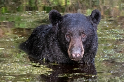Large black bear with 3/4 of its body underwater in a Alligator River Refuge caNAL