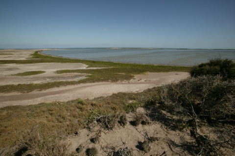 Vegetated shoreline at Laguna Atascosa National Wildlife Refuge.