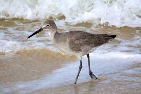 Willet beside an ocean wave