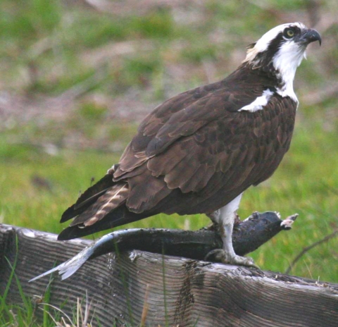 An osprey perches on a wooden beam with a fish in its talons.