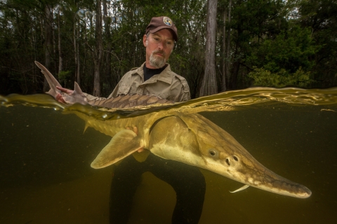 a man holding a big fish with a pointy nose half underwater