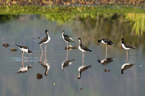 Six hawiian stilts in a wet fallow taro patch.