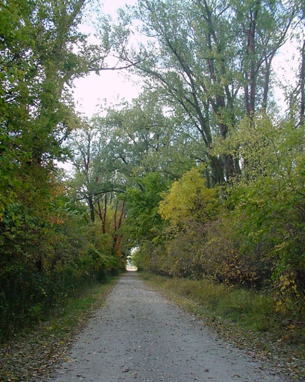 A gravel trail in the middle of the photo bordered by trees and shrubs on both sides.