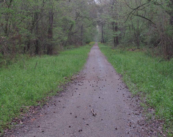 Trail through woods