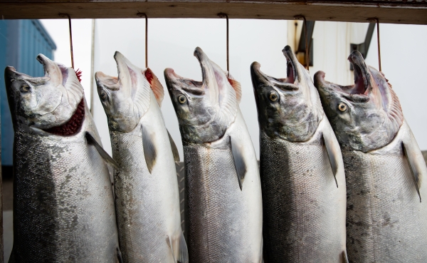 Silver salmon hang from a board.