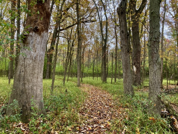 Trail covered in leaves at Green Point