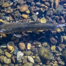 a salmon