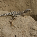 A lizard with a long tail and alternating tan an dark brown stripes perches on a rock.