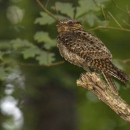 Chuck will's widow bird perching on a branch