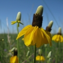 Bright yellow prairie coneflowers face the sun at Lostwood National Wildlife Refuge in North Dakota.