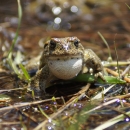 An olive green toad rests on the grassy edge of a Sierra Nevada pond