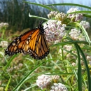 Western monarch on milkweed at Stone Lakes National Wildlife Refuge