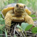 A baby tortoise perches in grass and looks at the camera.