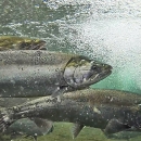 Coho salmon