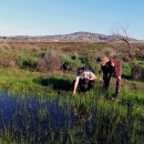 Two park rangers near crouching over vernal pool. One points at something in the water.