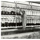 In this black and white photo from the 1960's, glass jars with fish eggs line a wall. In front of the wall is a concrete through full of water. A man in a U.S. Fish & Wildlife Service tends to an egg jar - his uniform patch can be seen on his left shoulder.