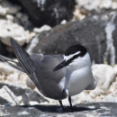 A gray-back tern stands on rocks. It has a gray body and white chest. Black covers the top of its head like a hat as a black streak runs across its eye to its black beak.