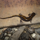 Adult Santa Cruz long-toes salamander