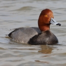A drake redhead on wetland at Turnbull National Wildlife Refuge