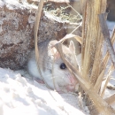 Alabama beach mouse feeding in the sand dunes.