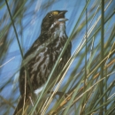 Now extinct, a dusky seaside sparrow sings while perched in marsh grasses.