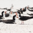 a pair of black and white birds with orange bills on a beach with one chick