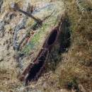 A western ridged mussel partially buried in sediment