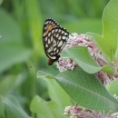 A regal fritillary rests on a common milkweed plant