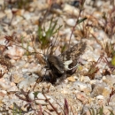 a brown moth on pebbly soil