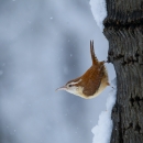 Carolina Wren holding onto a tree trunk and looking out at snow