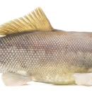Image of an endangered razorback sucker