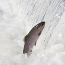 Adult steelhead jumping out of the water