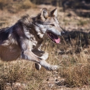 A Mexican wolf running