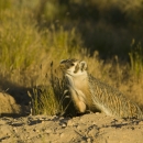 Badger at mound with dirt on its nose.