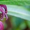 Purple Cyanea koolauensis flowers and green leaves