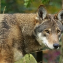 Side view of a red wolf, showing head and shoulders