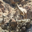 Desert bighorn sheep standing on rocky mountainside